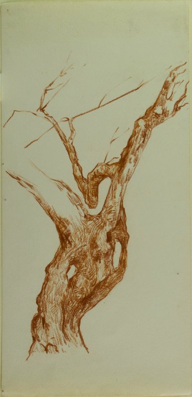 1897-1904 ca. - Albero